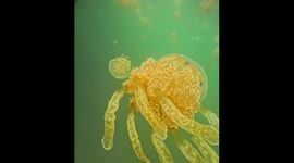 The Octopus Jellyfish of Lake Shiraishi