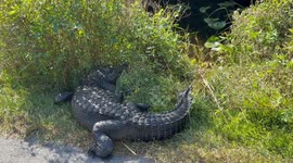 Chirpy Baby Gator Climbs on Mama’s Back