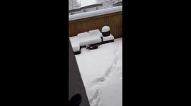 Dachshund Frolics Through the Snow