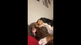 Dog Mad About Interrupted Mouth Licking