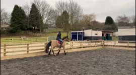 Watch Ranger tackle an obstacle course with unpredictable and comedic results! This blooper reel captures the hilarious struggle. We want to confirm that the safety of the horses and humans was paramount. No injuries occurred.