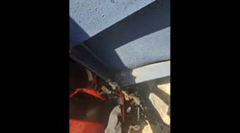 Helping a Raccoon Stuck in a Tight Spot