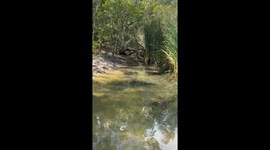 Fairly Decent Sized Saltwater Crocodile