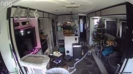 Tortoise Has His Own Christmas Decor Vision