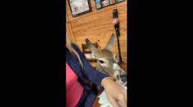 Deer Demands a Bite of Dinner