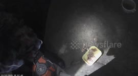 Newborn kittens rescued from heating chamber in Siversky, Russia