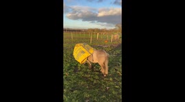 Mini Shetland pony spotted wearing hay bag in Worcestershire, England, UK