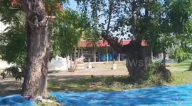 Elephant-shaped tree becomes shrine for superstitious locals in Thailand