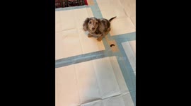 Puppy misses pee pads during potty time in St John’s, Canada