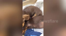 Adorable dachshund dad steals hearts as he dotes on pregnant partner