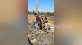 Social organisation Effort saves injured Cow After Train Strike in Shahdol, Madhya Pradesh