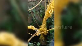 Tiger trapped inside well in residential zone, rescued following four hours of relentless effort