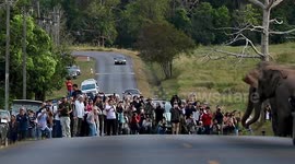 Herd of wild elephants walks across road in Thailand