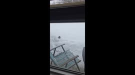 Squirrel Searches for Food Stashes Under Fresh Snow