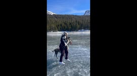 Siberian Husky Tries Ice Skating