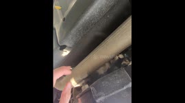 Kitten Rescued on the Grand Central Parkway During Rush Hour