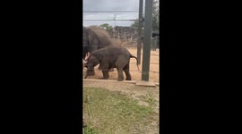 Baby Elephant Has an Itch