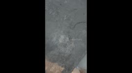 Dog Comes Home With Painted Eyebrows