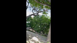 Young Leopard Hones Its Skills on a Fresh Kill