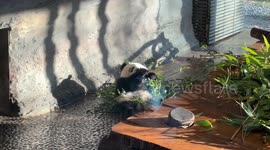 Germany: Berlin Zoo warns New Year's Eve fireworks can distress animals