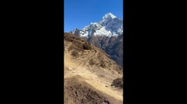 T-Rex Takes on the Himalayas