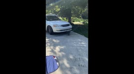 Neighborhood Chicken Cleaning Bugs Off Cars