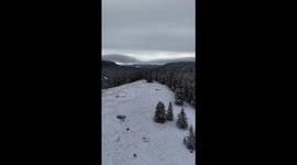 Vertical Flight: Witness the Beauty of a Snowy Winter Forest