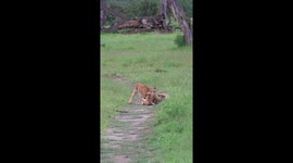 Lion Cub Mania: Watch These Adorable Little Lions Play Fight!
