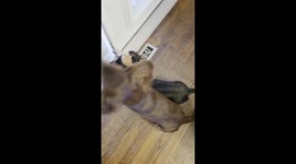 Dachshunds First Time Seeing Snow