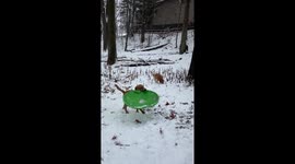 Smart Puppy Teaches Herself Snow Sledding