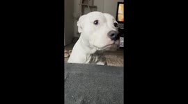 Rosalina the Pittie Giving a Piece of her Mind