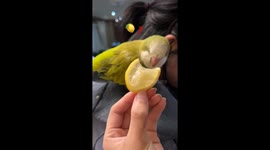 Lemon vs. Parrot: Hilarious First Taste Reaction!