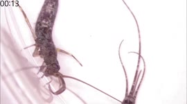 Japan: Jumping Bristletail Performs First Direct Sperm Transfer In Rare Insect Discovery