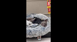 Frenchie Takes a Nap at the Pet Store