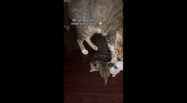 Two‑faced kitten born in Nigeria—Instagram clip surpasses 2M views in 24 hours