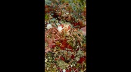 Cheerleader Crab Waves Pom-Poms