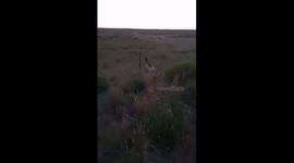 Helping a Deer Stuck in a Fence