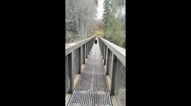 Ladies Make Conversation With Bear As They Back Away Off Bridge