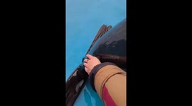Giving a Sea Lion a Mohawk