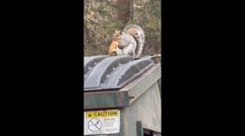 Chunky Squirrel Eating Pizza