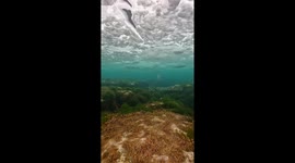 Underwater Footage of Freshwater Snow Falling on Top of Cold Seawater