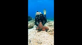 Curious Octopus Bumps Into Camera