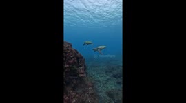 Sea Turtle Bites Diver's Camera