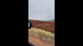 Three Little Owls Watching