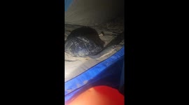 Cheeky long‑neck turtle interrupts solo camper on Murray River in Australia