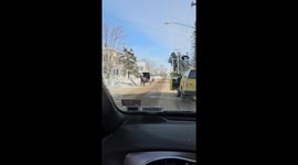 Loose Pony Messes With Amish Buggy