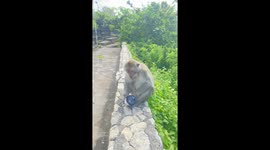 Monkey Burns Himself With Hot Coffee