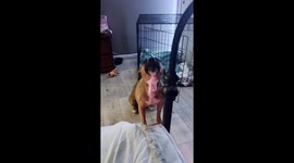 Sweet pit bull howling