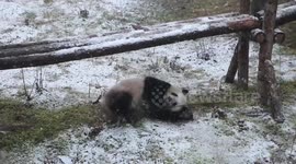 China: Twin giant pandas seen frolicking in snowy wonderland in northwest China