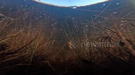 Beaver caught on underwater camera